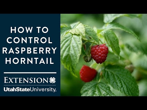 Video: Raspberry Horntail Information - Erfahren Sie, wie Sie Himbeer-Horntails verw alten