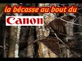 Chasse bcasse sud ouest fvrier 2024 avec oldia et salom