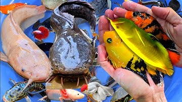 Video bắt cá cảnh đẹp, cá trê panda, cá lóc bông, cá vàng, cá koi, cá ngân long abino