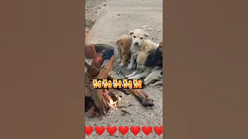 Please Help Street Dogs |#shorts,#viral,#shortsvideo,#dogs