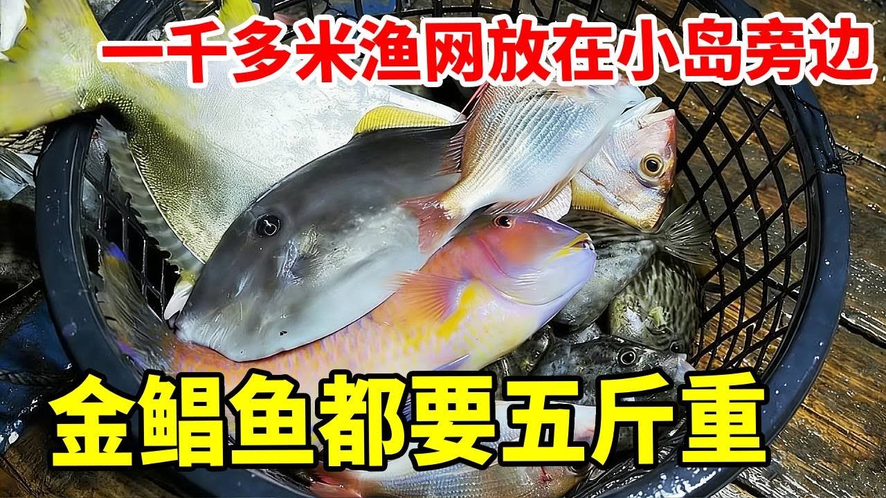 一千多米渔网放在小岛旁边，大条的海鱼比较多，金鲳鱼都要五斤重