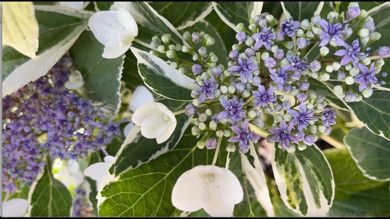 Silver Blue Variegated Hydrangea(Alaca Yapraklı Ortanca),Antaryum,Medine Gülü(Medinilla),Sukulentler