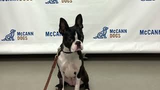 Boston Terrier Puppy - Obedience Training Graduation Day! by Poppy the Boston Terrier  2,561 views 1 year ago 29 seconds