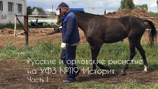 Русские и орловские рысистые на Уфимском конном заводе №119. История. Часть 1