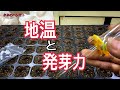 春先の種蒔き方法（便利アイテムも登場！）　タネのハシモト