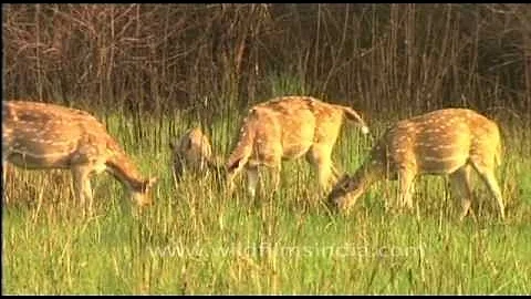 Spotted deer grazing in Jim Corbett National Park