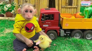 Baby monkey Obi helps dad take care of ducklings and eat tomato salad