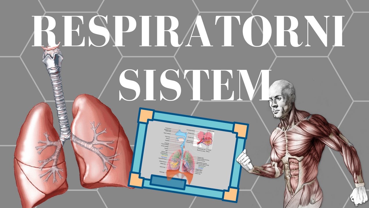 Funkcija respiratornog sistema