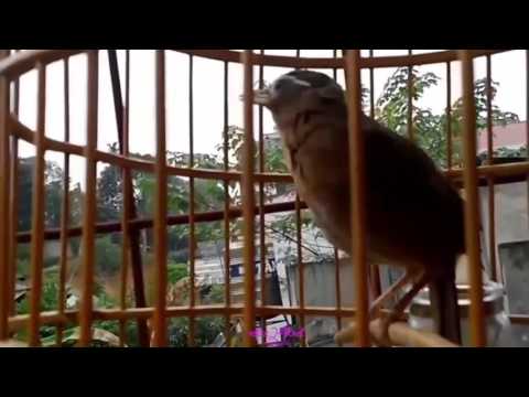 Video Garrulax canorus | Chim họa mi mái VIP - youtube