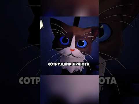 Котёнок уже ни на что не надеялся, но..