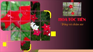 Trồng và chăm sóc cây Hoa Tóc Tiên - Hoa cảnh Đô Xu
