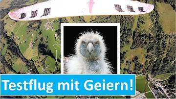 Testflug mit Geiern 🦅 | Phi Allegro X-Alps | Paragliding Gasteinertal