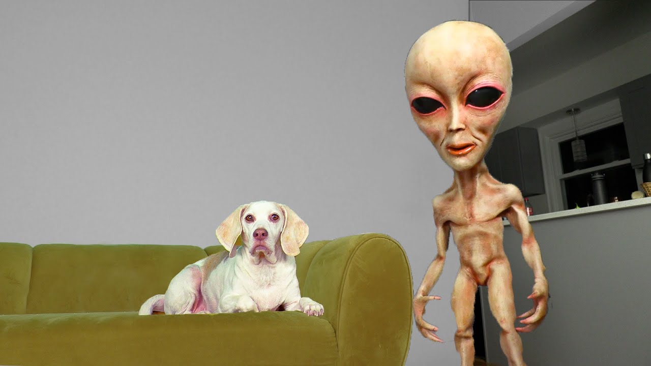 Dog Unimpressed by Alien Compilation: Funny Dog Maymo not Surprised by Alien Prank