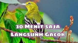 30 MENIT Suara SIRTU Gacor MP3 / Pancingan Cipow Cipoh Sirpu Agar Cepat Bunyi kacat Aegithina tiphia
