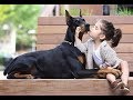 Dorberman Dogs and Babies Videos -  Cute Baby and Pets Compilation