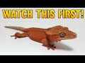 Watch this before you breed phantom crested geckos