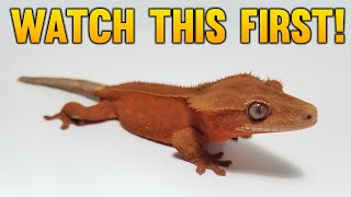 Watch This Before You Breed Phantom Crested Geckos!
