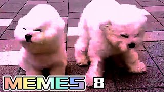 FUNNY MEMES COMPILATION V8