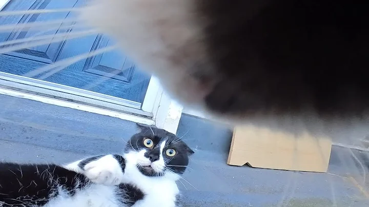 Cat wearing camera attacks a random cat