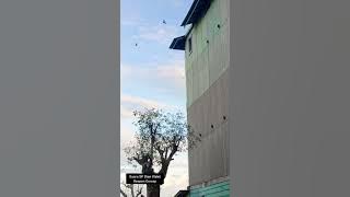 SP dari DIAN WALET Sedot BW indukan di Musim Cuek