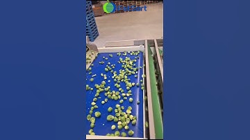 Brussels sprout sorting grading machine root vegetable processing line adjustable size sorter grader