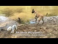 8mo Belgian Malinois 8mo Belgian Malinois