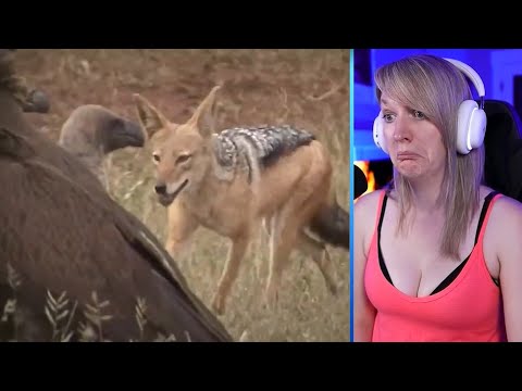 15 Animals Stealing And Running Away With Dinner Part 2 | Pets House