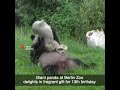 Giant Panda At Berlin Zoo Delights In Fragrant Gift For 13th Birthday Shorts
