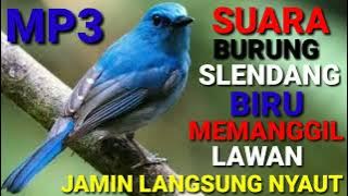 Suara Burung Selendang Biru Gacor ll Kehicap Ranting Gacor ll Suara Sikatan ninon Gacor