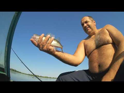 Review and test of the PISCIFUN "Flame" reel. Zander fishing on a hot August day.