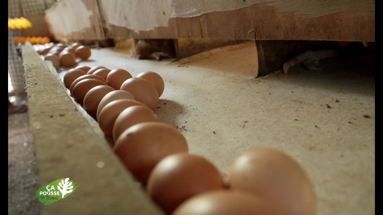Ca pousse au fenua - le Mag: Les oeufs