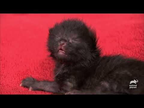 Motherly Love Too Cute Animal Planet