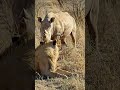 Rhino vs Lion: Run away without fighting