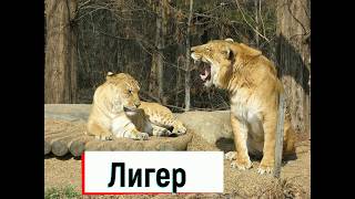 Самые удивительные гибриды животных Самые удивительные гибриды животных