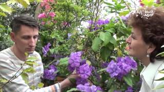 видео: Редкие комнатные растения  Брунфельзия. Сайт  картинка: Редкие комнатные растения  Брунфельзия. Сайт