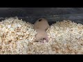 事故に遭って下半身麻痺のキンクマの一生懸命食事する姿に感動した