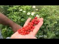 🍒 Смородина красная НАТАЛИ описание сорта 🍒 урожайная, с ягодой десертного вкуса