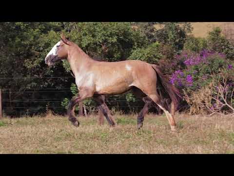 Lote 74 - DKP Manicero