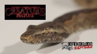 Creature Feature 11/21/18