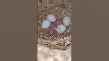 😘#birdsJava chicks #shorts #short #indore birds love 😘