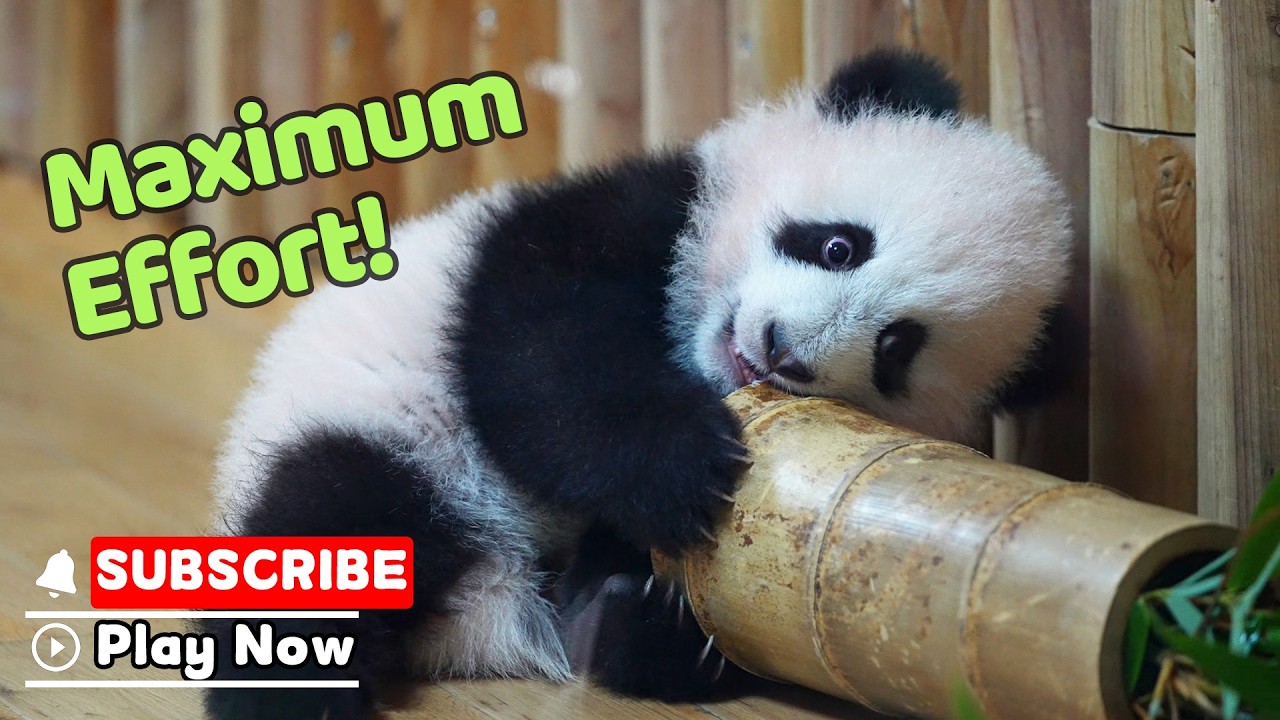 Baby Panda VS. Big Bamboo: Round Two | iPanda - YouTube