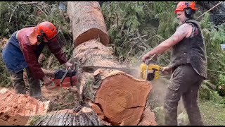 Legendary pro Mac 1010 in action  falling tree just misses the shop