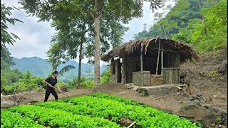 CEO returns to hometown to build a farm in the forest in 60 days