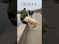 #shorts #viral #trending #funny#shorts #viral #trending #funny#shorts #viral #trending #funny#sh