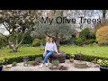 MY OLIVE TREES: All about my 200yr old olive and what to do with the clippings | Katy at the Manor