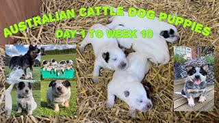 Australian Cattle Dog Puppies Day 1 To Week 10 Worlds Best Dog Breeds