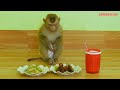 Smart Monkey Kako Enjoying Grilled Beef Skewer Very Delicious