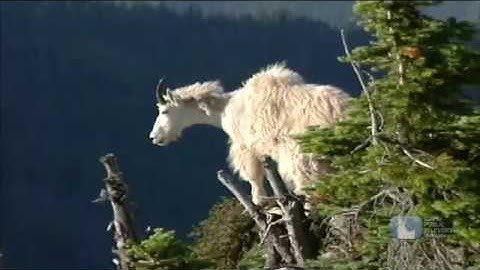 Science Trek: Forests video short