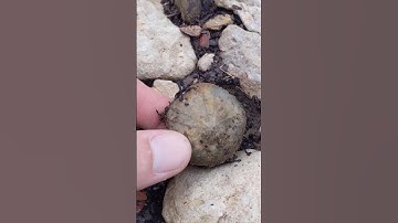 Rare Texas echinoid sea urchin fossil