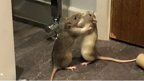 Funny rats fighting😂😂